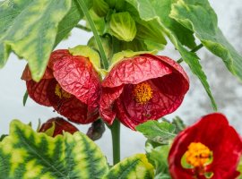 Redvein Abutilon - Abutilon pictum