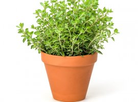 Marjoram - Origanum majorana
