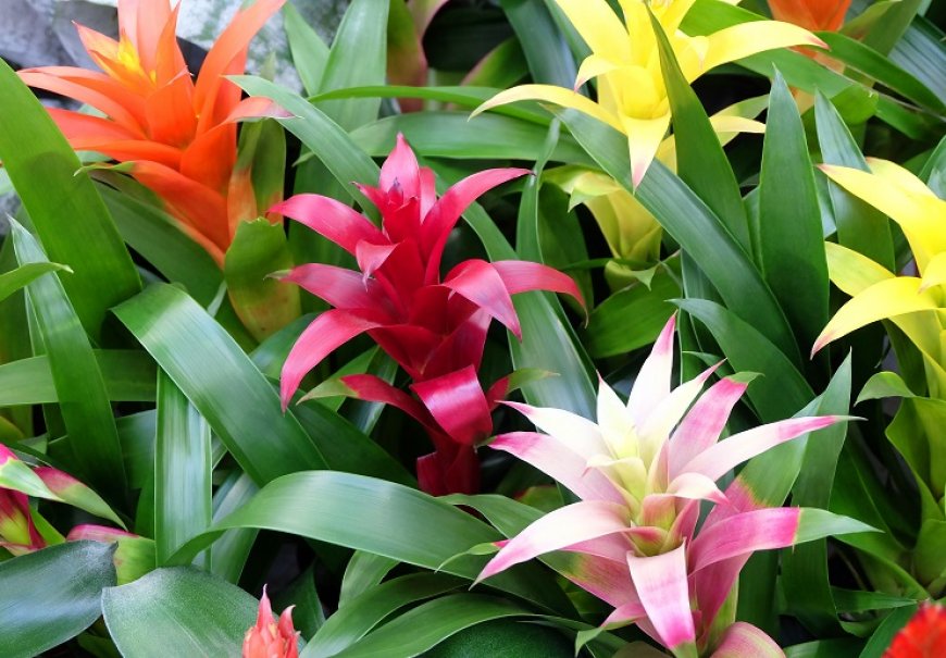 Karolinina bromelija - Neorgelia flandria