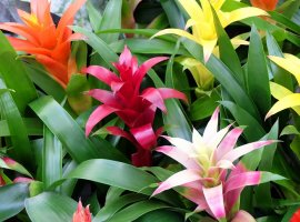 Karolinina bromelija - Neorgelia flandria