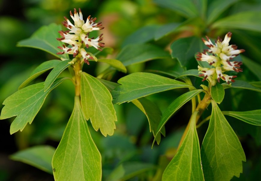 Pahisandra - Pachysandra terminalis