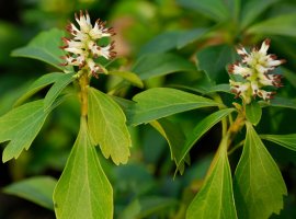Japanese Spurge - Pachysandra terminalis
