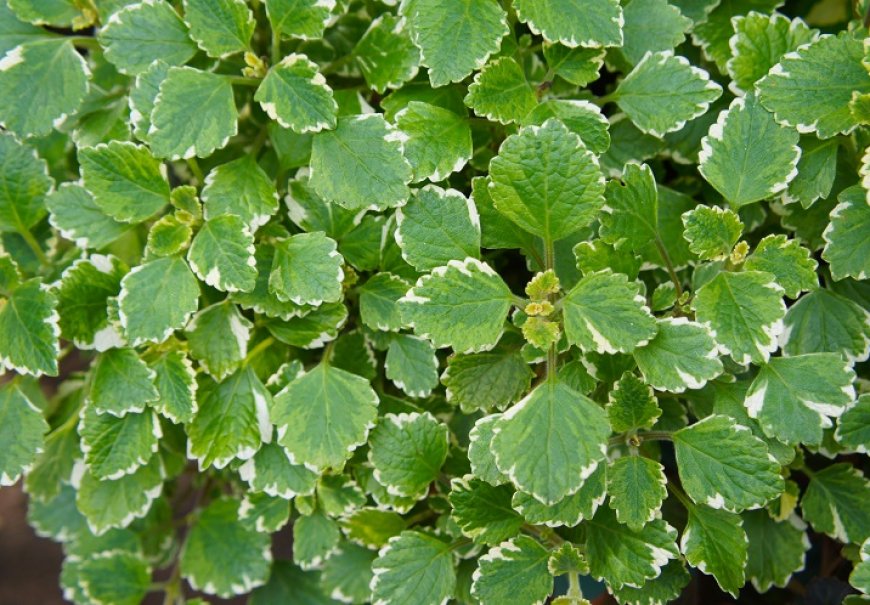Forest spurflower - Plectranthus fruticosus