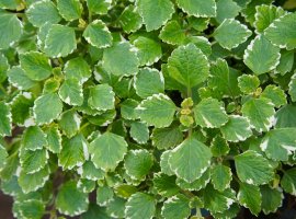 Forest spurflower - Plectranthus fruticosus