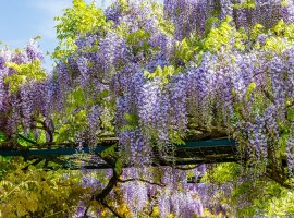 Japanese Wisteria - Wisteria floribunda