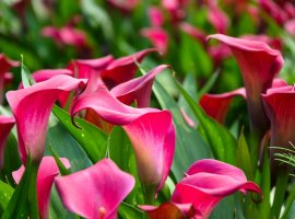 Calla - Zantedeschia sp.