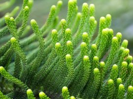 Japanese Cedar - Cryptomeria japonica 'Globosa nana'	 