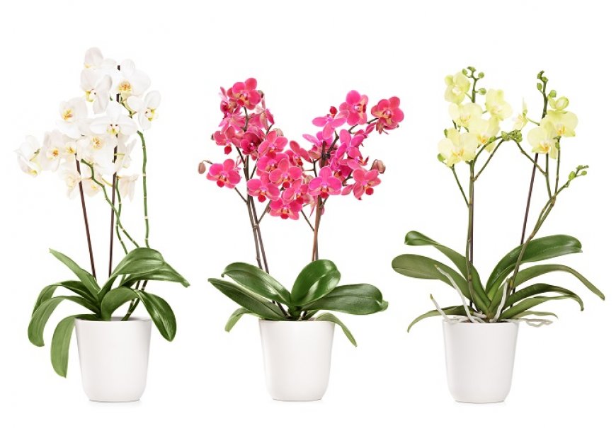 Moth orchid - Phalaenopsis