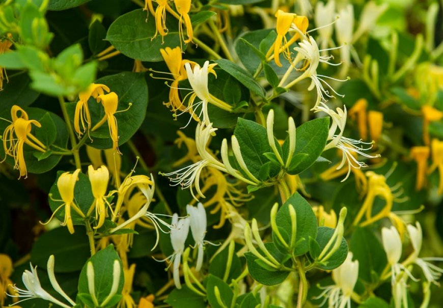 Japanese Honeysuckle - Lonicera japonica