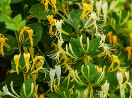 Japanese Honeysuckle - Lonicera japonica