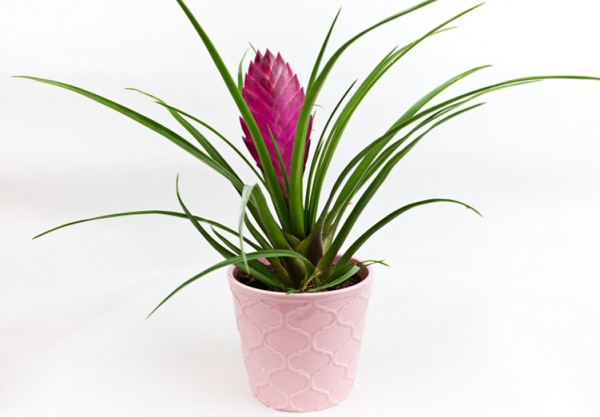 Pink Quill - Tillandsia cyanea