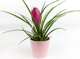 Pink Quill - Tillandsia cyanea