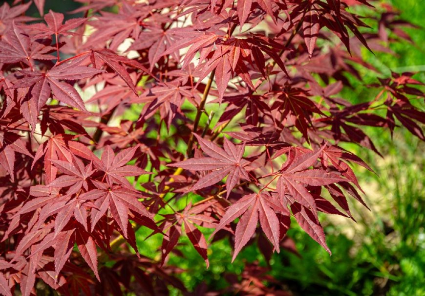 Japanski javor - Acer palmatum