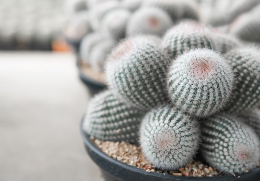 Notocactus (Eriocactus) genus - Notocactus sp.