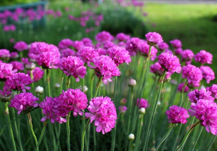 Sea Thrift - Armeria maritima 