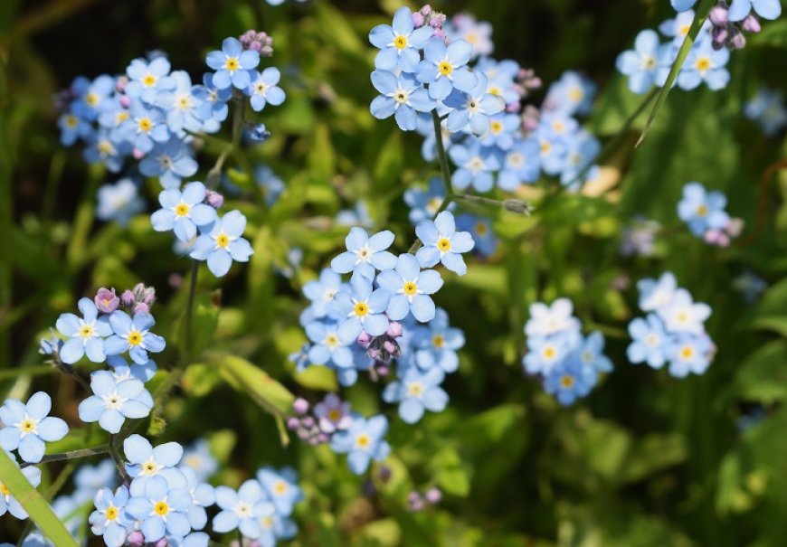 Potočnica - Myosotis palustris