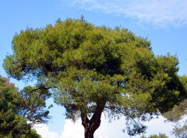 Aleppo Pine - Pinus halapensis