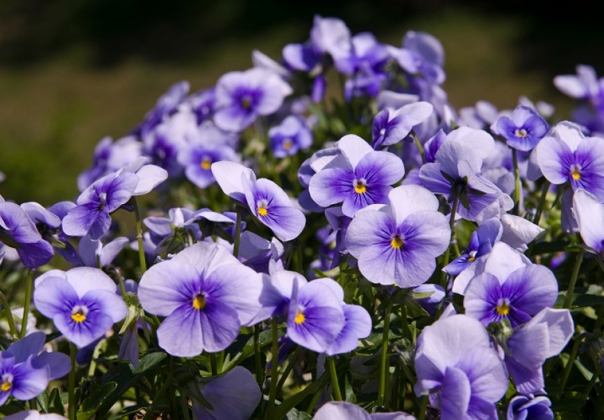 Mini maćuhica - Viola cornuta