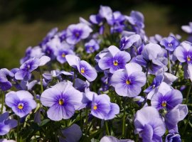 Mini maćuhica - Viola cornuta