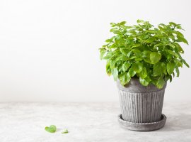 Lemon balm herb - Melissa officinalis