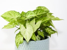 Arrowhead Vine - Syngonium podophyllum