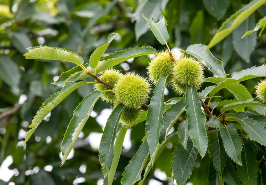 Pitomi kesten - Castanea sativa