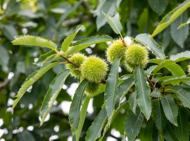 Sweet Chestnut - Castanea sativa