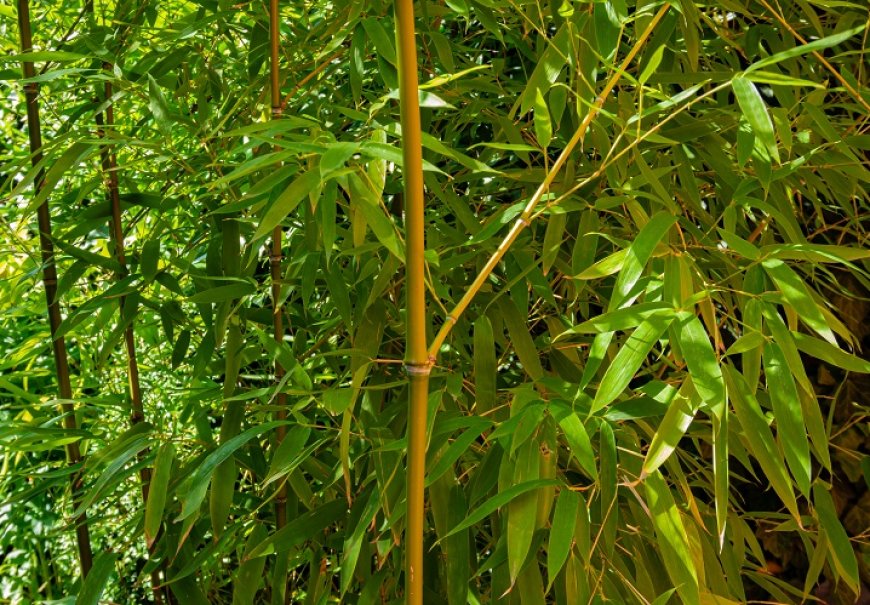 Golden Bamboo - Phyllostachys aurea 