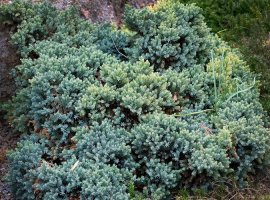 Flaky Juniper - Juniperus squamata 'Blue carpet'