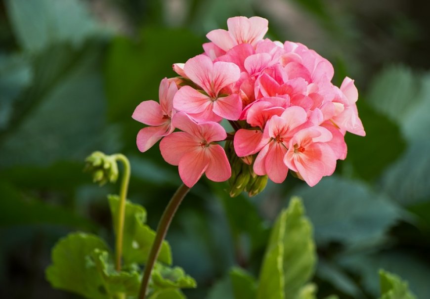 Pelargonija - Pelargonium x zonale