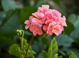 Pelargonija - Pelargonium x zonale