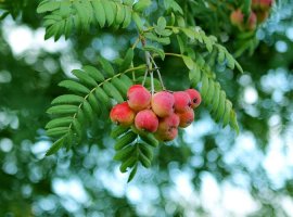 Service tree - Sorbus domestica