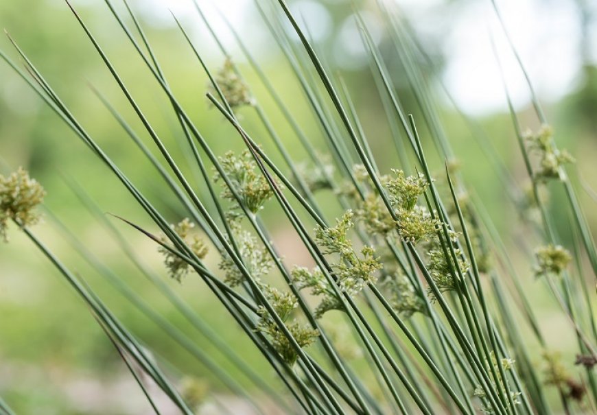 Zukva - Juncus effusus
