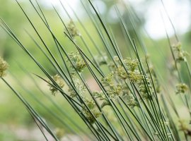 Zukva - Juncus effusus