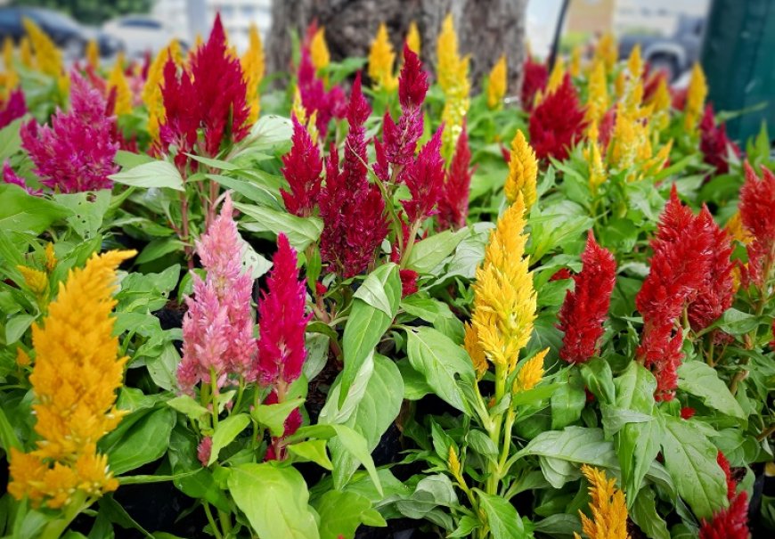Celosia, Plumed cockscomb - Celosia argentea