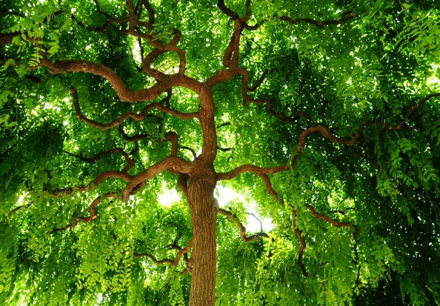 Pagoda Tree - Sophora japonica