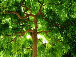 Pagoda Tree - Sophora japonica
