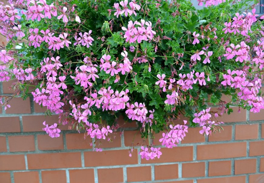 Pelargonija viseća - Pelargonium x peltatum