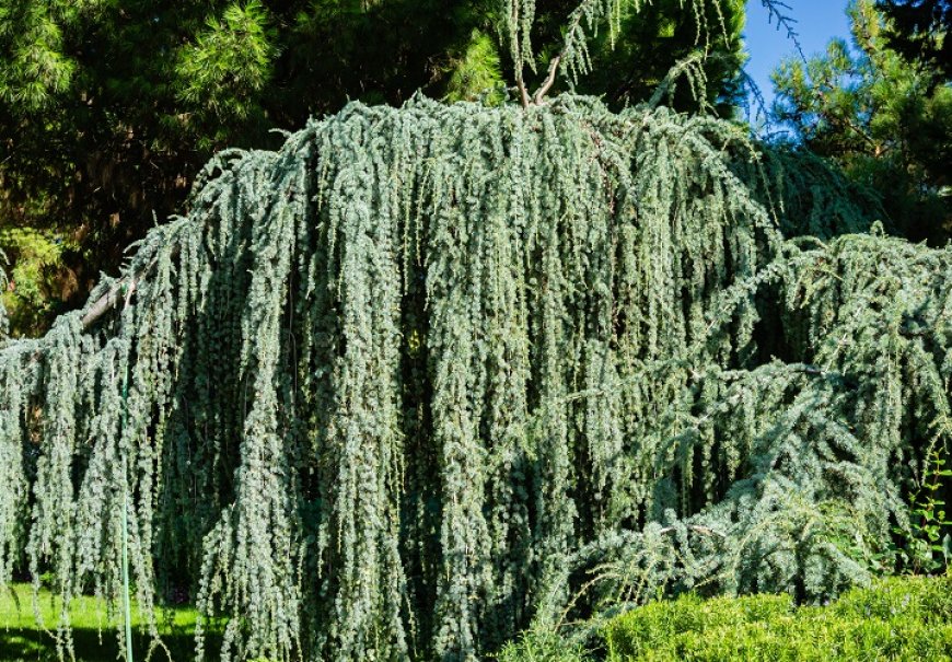 Atlas cedar - Cedrus atlantica 