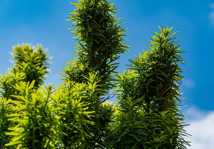 Tisa stupasta - Taxus baccata 'Fastigiata'