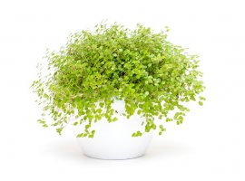  Angel’s Tears - Soleirolia soleirolii