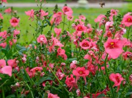 Diascia, Twinspur - Diascia elegans