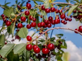 Sour Cherry - Prunus cerasus