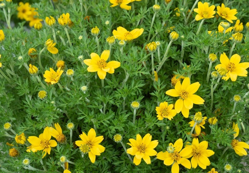 Apache beggarticks - Bidens ferulifolia