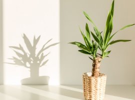 Juka, Ljiljan palma - Yucca elephantipes