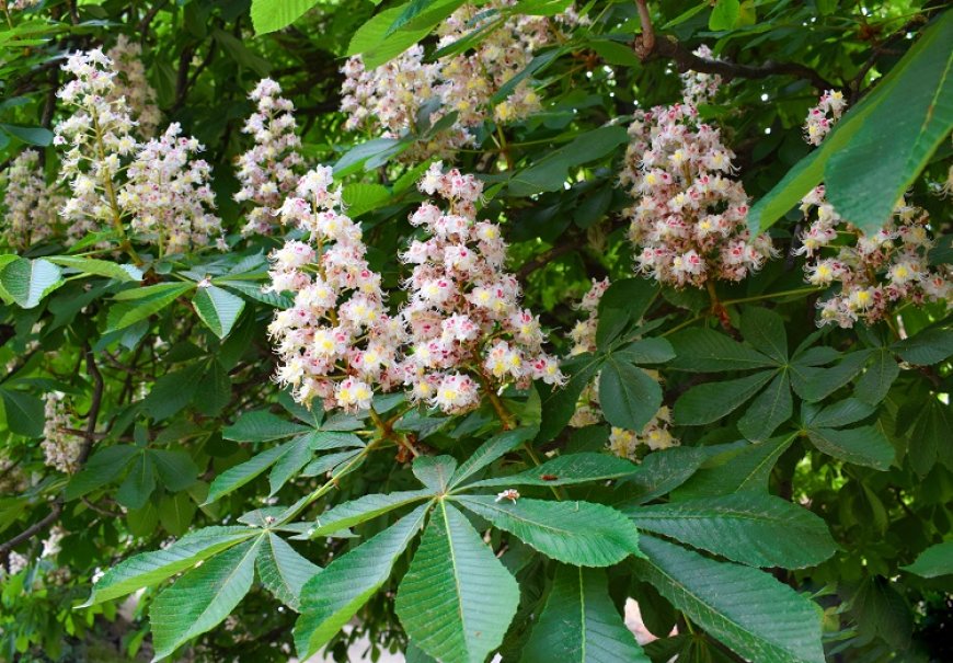 Horse-Chestnut - Aesculus hippocastanum