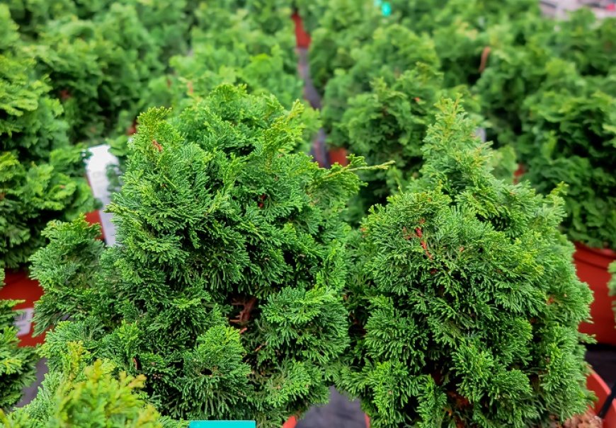 Pačempres - Chamaecyparis obtusa 'Nana Gracilis'