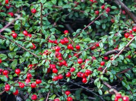 Bearberry Cotoneaster - Cotoneaster dammeri radicans 
