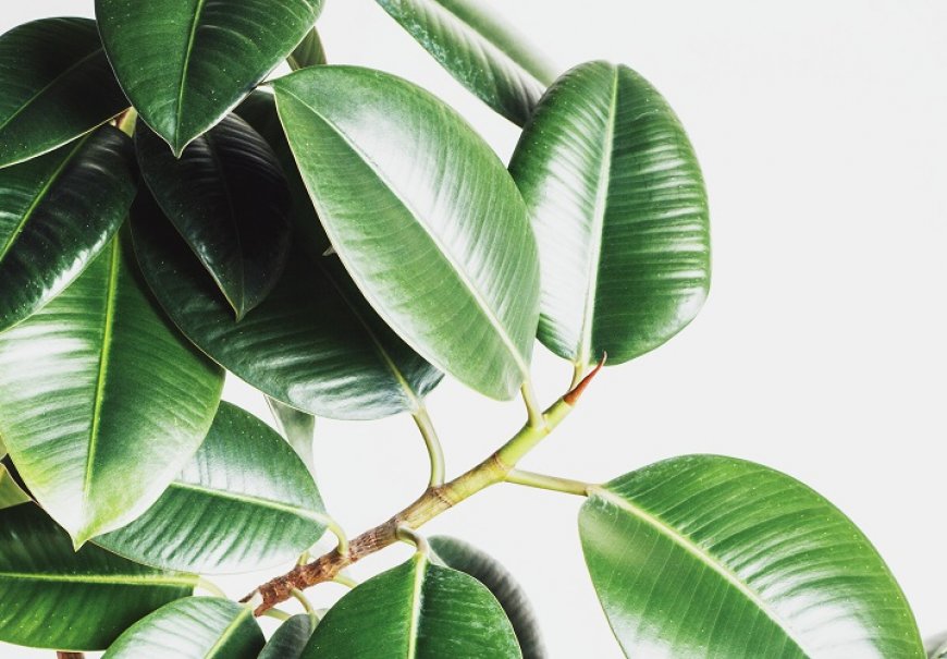 Fikus - Ficus elastica