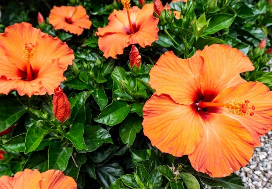 Sobni hibiscus - Hibiscus rosa sinensis